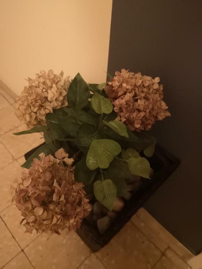 Apartman Mera Lägenhet Zadar Exteriör bild